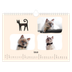 Fotokalender A4 — Katzen und Kritzeleien [Februar]